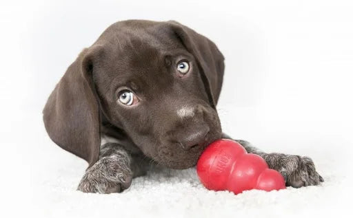 SMALL DOG KONG CHEW - Classic Collection Up to 20lbs(9kg)