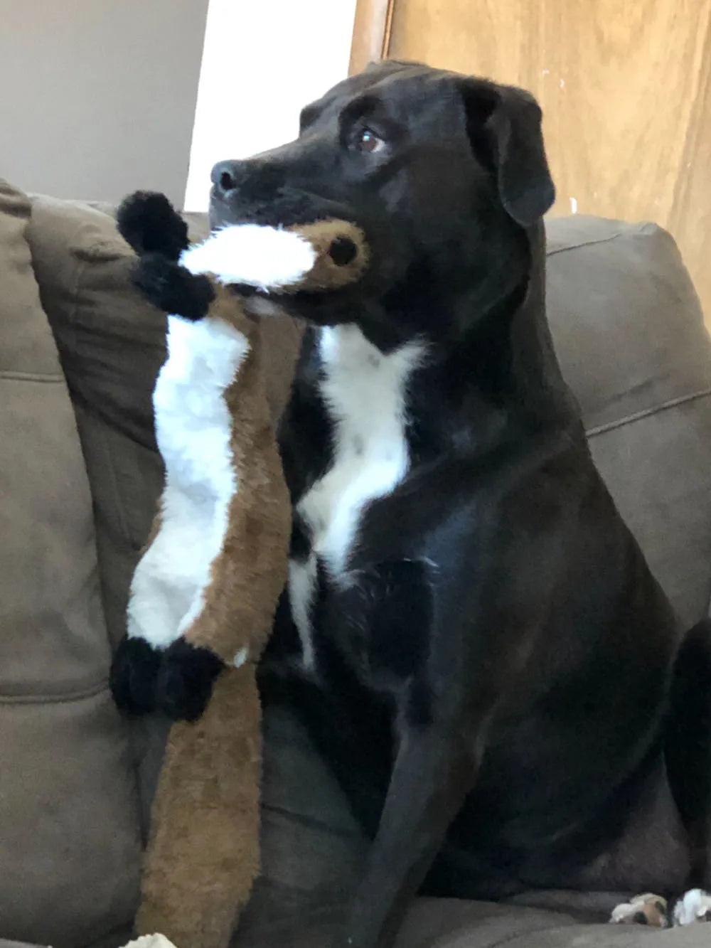 STUFFINGLESS Animal Shaped Dog Toy with Squeakers
